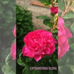Sophy’s Rose / Софіc Роуз